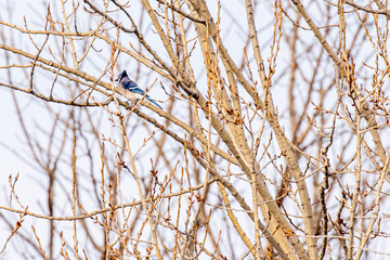 Blue Jay in Tree