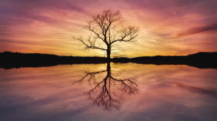 tree sunset