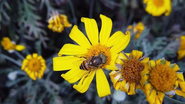 Close up video of a Stripe-Eyed Flower Fly (Eristalinus Taeniops) feeding on a golden shrub daisy with curled petals. Shot at 120 fps.