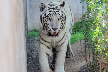 Beautiful wild animal Bengal white tiger (bleached tiger), in Al Ain  Zoo, Safari Park, Al Ain, United Arab Emirates