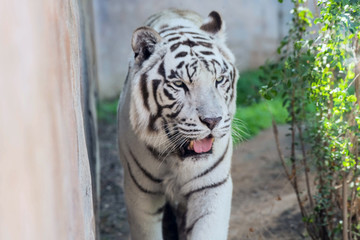 Beautiful wild animal Bengal white tiger (bleached tiger), in Al Ain  Zoo, Safari Park, Al Ain, United Arab Emirates