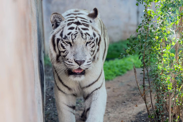 Beautiful wild animal Bengal white tiger (bleached tiger), in Al Ain  Zoo, Safari Park, Al Ain, United Arab Emirates