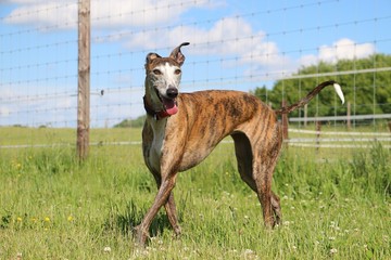 beautiful brindle galgo is standing in the garden n front of the fence