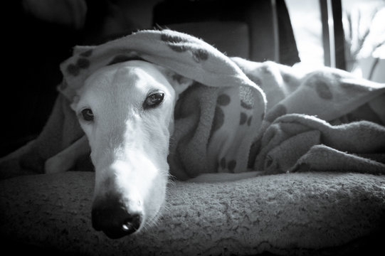 White greyhound breed dog