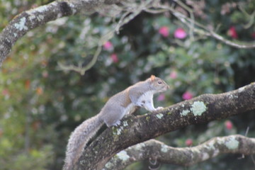 squirrel on a tree