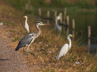 The Grey Heron (Ardea cinerea) is a long-legged predatory wading bird that is predominantly grey. Adults have white heads with long black feathers forming of a large, impressive crest.