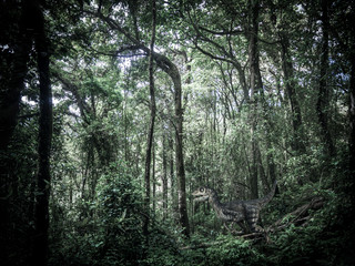 Velociraptor Dinosaur  in the  Rainforest