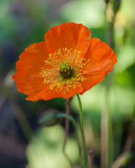 Flowers From Around the World