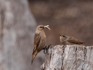 Adult and juvenile Brown Treecreeper (Climacteris picumnus). A grey-brown bird with black streaking...
