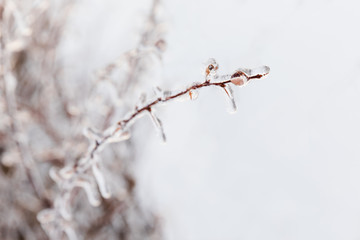 Frozen Branches, Ice On Branches After An Ice Storm in Winter, Copy Space