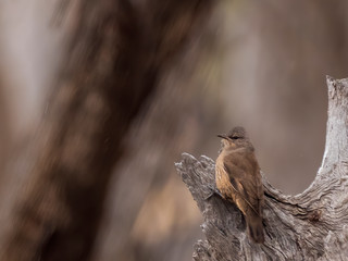 Perched Brown Treecreeper (Climacteris picumnus). A grey-brown bird with black streaking on the...