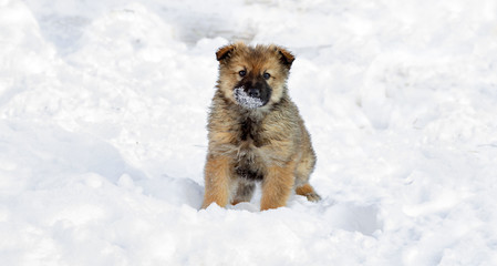 A little very furry puppy is running in the snow. gray cute shaggy young dog. Outbred small dog