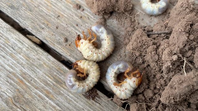 The larva of important pest of plant, grub of May beetle Common Cockchafer or May Bug Melolontha melolontha, close up of white grubs burrowing into the soil
