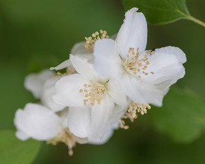 Flowers From Around the World