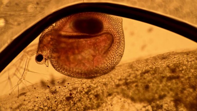 Daphnia crustacea in a drop of water under a microscope. Transparent microorganism, you can see all organs and heart beats. Theme of laboratory biological research under microscope. Microcosm close-up