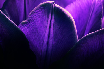 Bright violet purple tulips closeup macro. Petals of purple tulips close-up macro background...