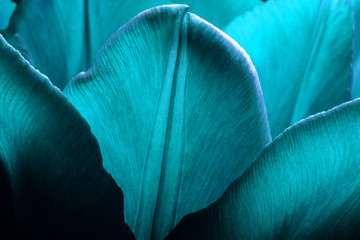 Tulips closeup macro. Petals of smooth aqua menthe color tulips close-up macro background texture.