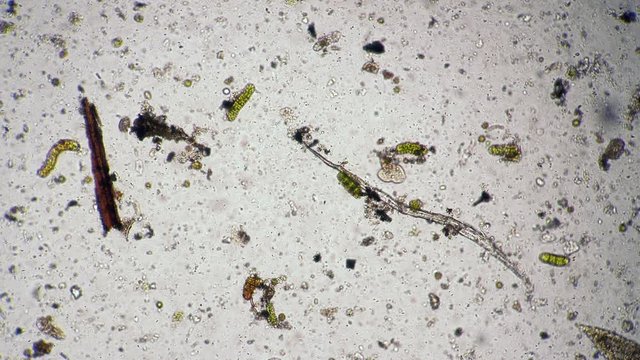 Biological diversity of organisms in a drop of water microcosmic background. Theme of laboratory biological research under microscope. Microscopic protozoa in a drop of water magnification.