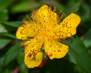 Flowers From Around the World