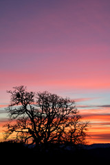 A vivid sunset lights up the sky and contrasts against a winter oak tree in silhouette, black against the vivid color.
