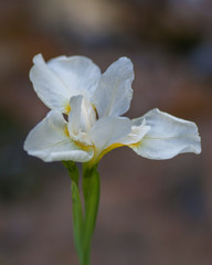 Fototapeta premium Flowers From Around the World