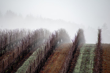 Obraz premium Bare vines bristle into soft fog as they curve over a hill, fog softening edges and blurring the background.