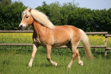 beautiful haflinger horse is trotting on a paddock in the sunshine