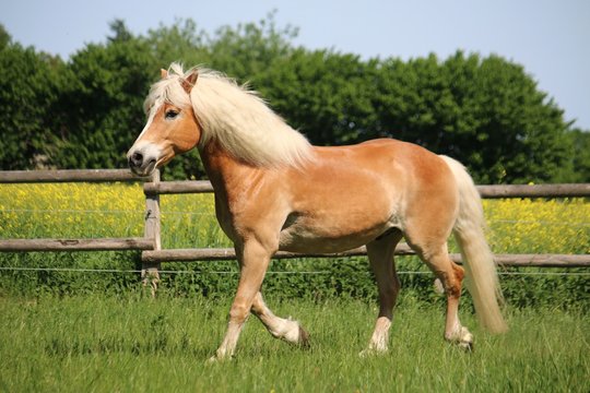 beautiful haflinger horse is trotting on a paddock in the sunshine