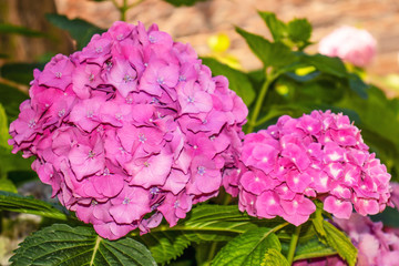 Pink hydrangea flowers