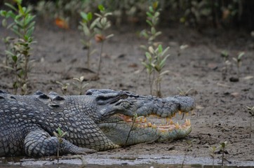 close up of salt water crocodile with it's mouth open and teeth on display