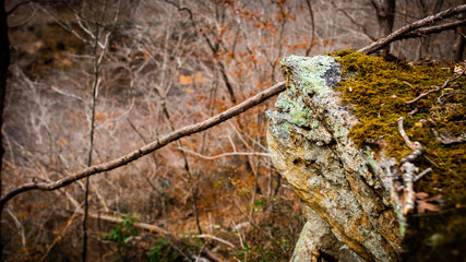 Obraz premium Forest Cliff