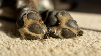 Dog Paws
