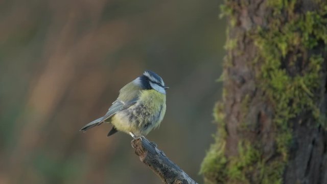Blue Tit (Cyanistes Caeruleus) sitting on broken tree branch before flying away. Filmed in UHD in United Kingdom