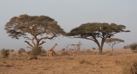 Giraffe under trees in Africa