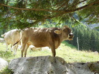 Modellierung der Liebe