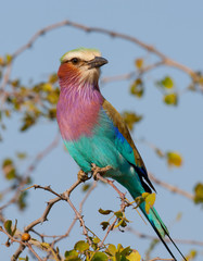 Lilac Breasyed Ro;;er