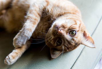 dramatic image of an upside down orange cat looking into camera.