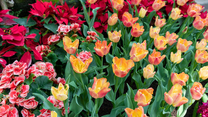 Beautiful Colorful tulips in garden nature in spring,beautiful nature background.