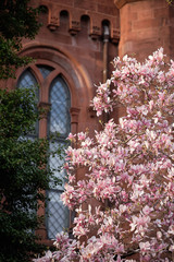 Fototapeta na wymiar Flowering Saucer Magnolias bloom in and around Washington DC in the springtime