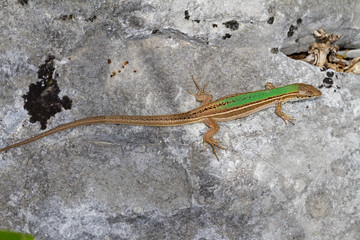  Dalmatian wall lizard (Podarcis melisellensis) from Dinara mountain