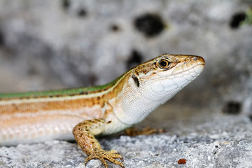  Dalmatian wall lizard (Podarcis melisellensis) from Dinara mountain