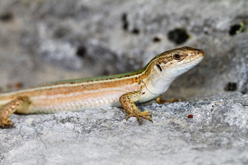  Dalmatian wall lizard (Podarcis melisellensis) from Dinara mountain