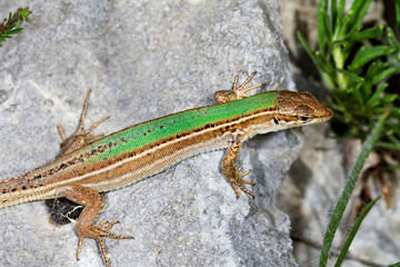  Dalmatian wall lizard (Podarcis melisellensis) from Dinara mountain