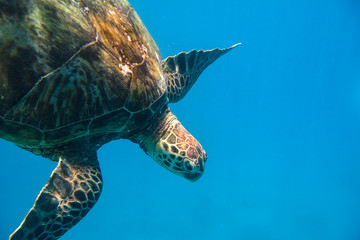 Sea Turtles, Oahu Hawaii
