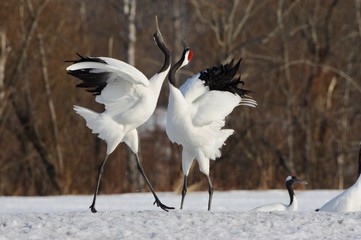 Courtship Dance, Japanese Cranes in Hokkaido, Japan　丹頂求愛ダンス北海道釧路
