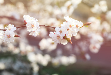 Obraz premium Blossoming cherry trees in spring. Sakura branches with sunlight. Nature background