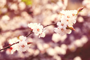 Blossoming cherry trees in spring. Sakura branches with sunlight. Nature background