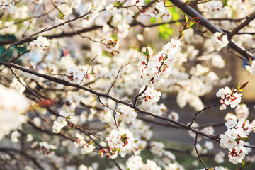 Blossoming cherry trees in spring. Sakura branches with sunlight. Nature background