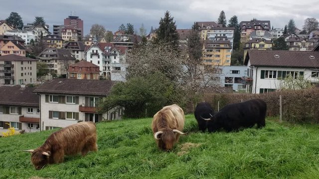 Wide Shot of Highland Cattles (Schottische Hochlandrinder).