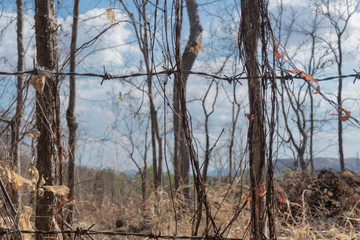 Obraz premium Barbed wire fence in the forest